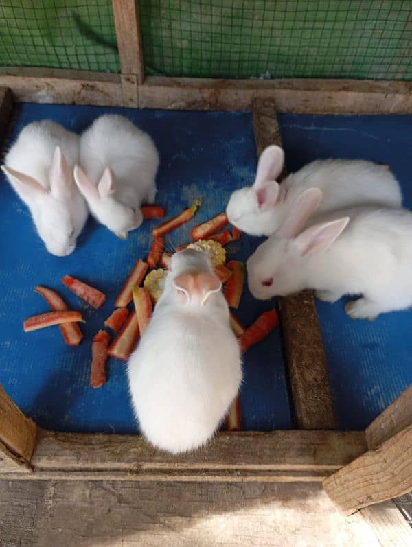 Rabbits for sale 4