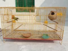 some breader love birds and cage for sale. 0304.1961378.