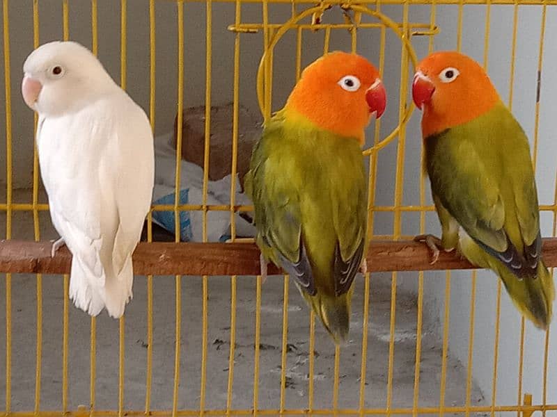 some breader love birds and cage for sale. 0304.1961378. 1