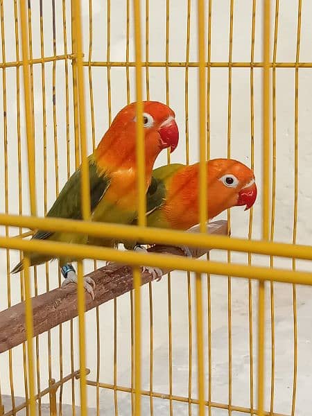 some breader love birds and cage for sale. 0304.1961378. 2