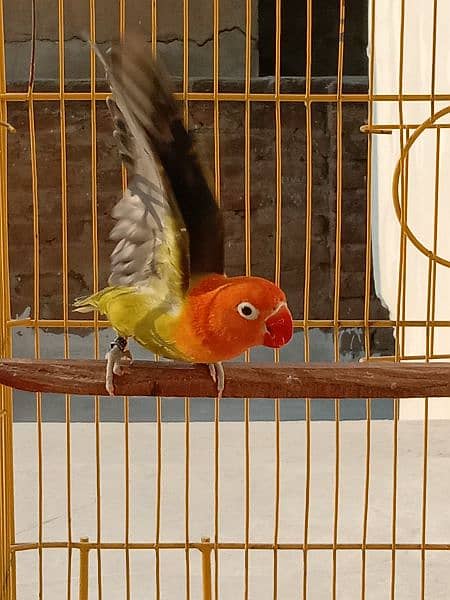 some breader love birds and cage for sale. 0304.1961378. 3