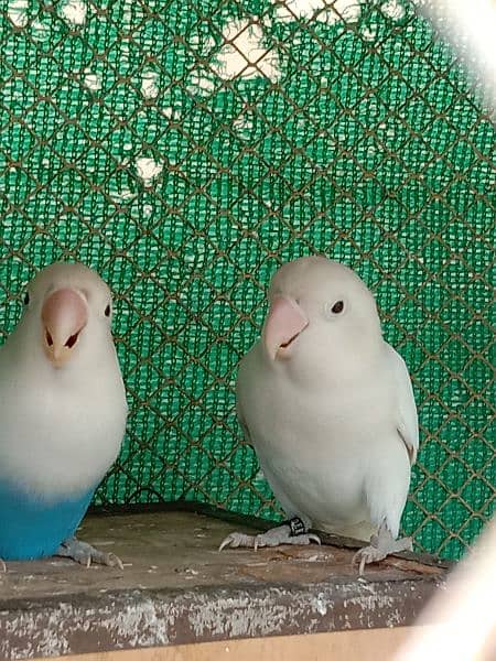 some breader love birds and cage for sale. 0304.1961378. 4