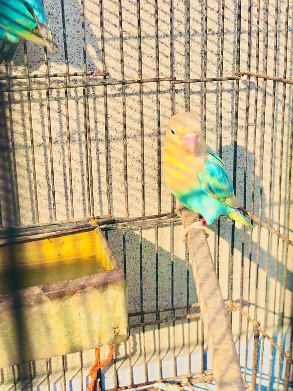 Love bird pairs for sale 0