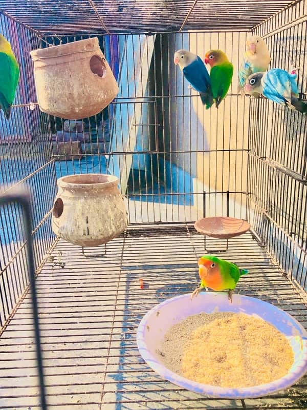 Love bird pairs for sale 1