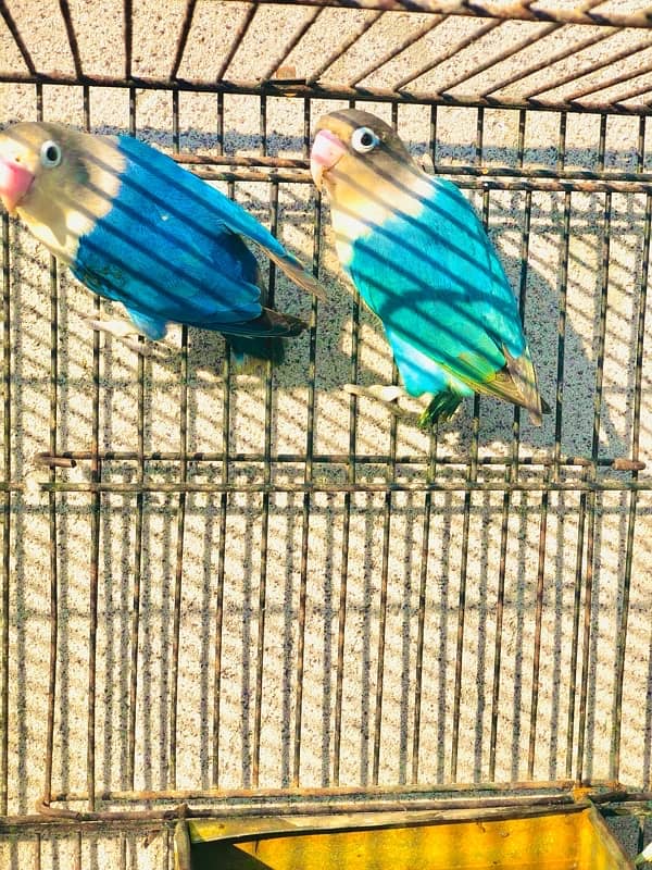 Love bird pairs for sale 2