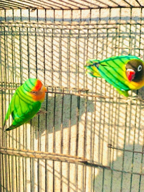 Love bird pairs for sale 3