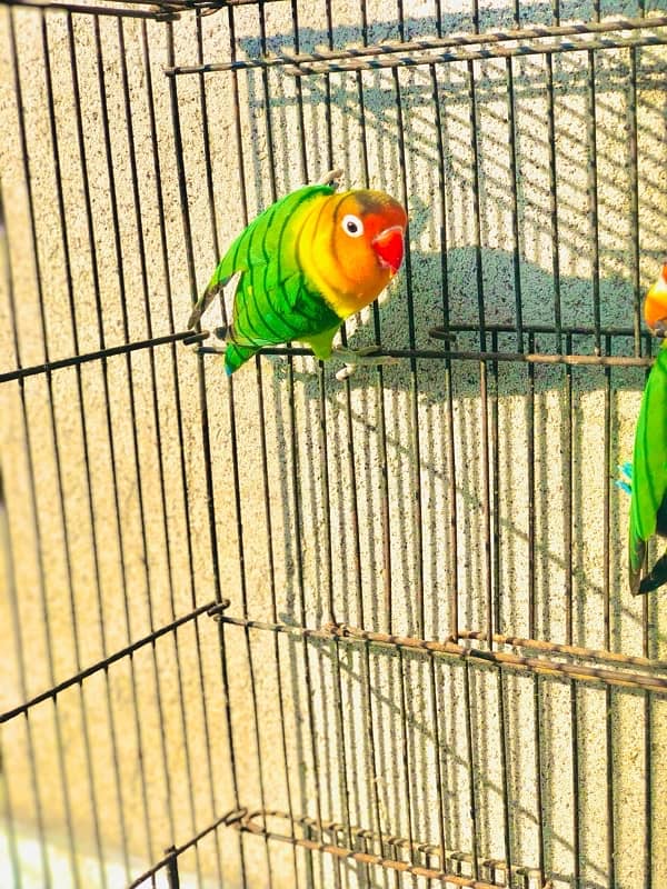 Love bird pairs for sale 4