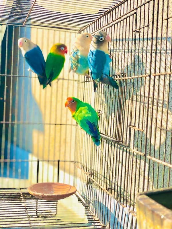 Love bird pairs for sale 5