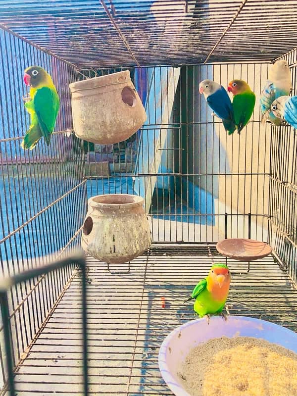 Love bird pairs for sale 6