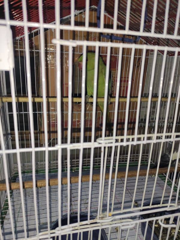 khata and cockatiel parrot sale 1