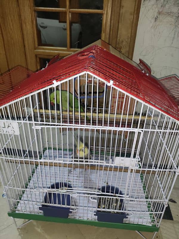 khata and cockatiel parrot sale 2