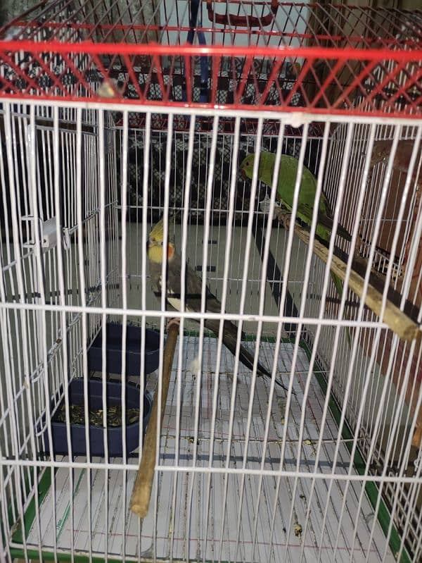 khata and cockatiel parrot sale 3