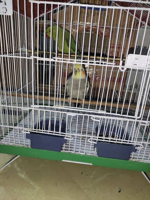 khata and cockatiel parrot sale 4