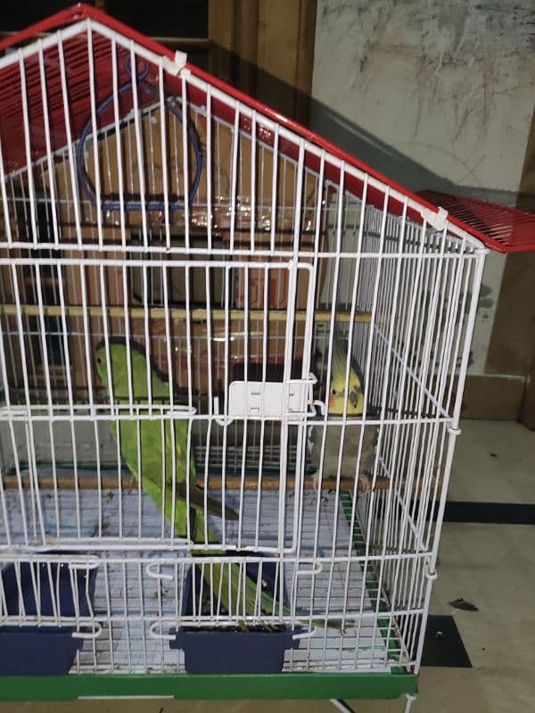 khata and cockatiel parrot sale 5