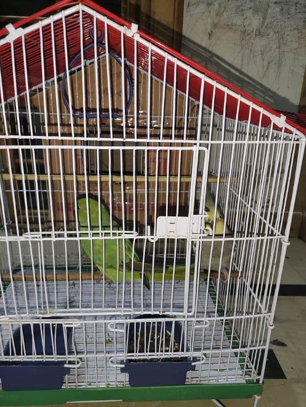 khata and cockatiel parrot sale 6