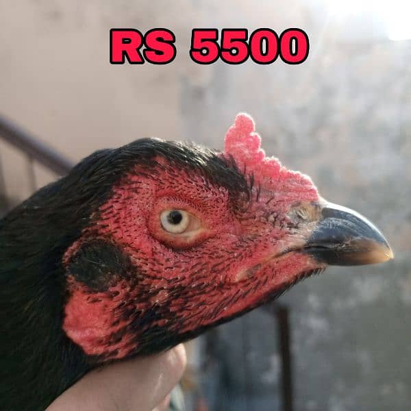 Aseel Hens Setup 0301-4388928 4