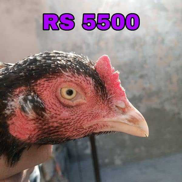 Aseel Hens Setup 0301-4388928 8