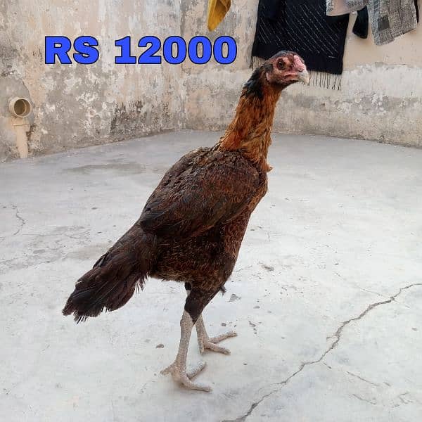 Aseel Hens Setup 0301-4388928 9