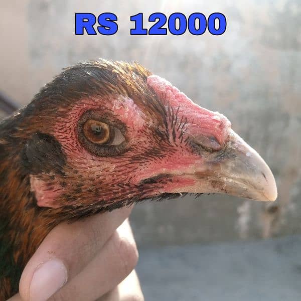 Aseel Hens Setup 0301-4388928 10