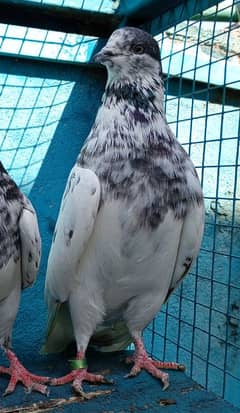 pure breeder pairs high flying pigeon for sale