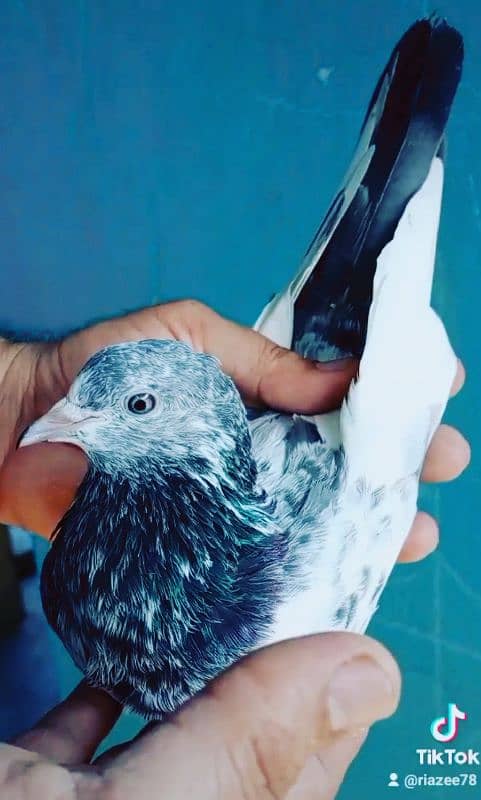 pure breeder pairs high flying pigeon for sale 1