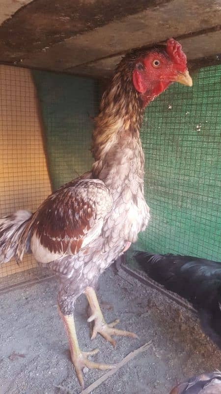 SHAMO Sindhi cross male 0