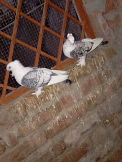 pigeon pair