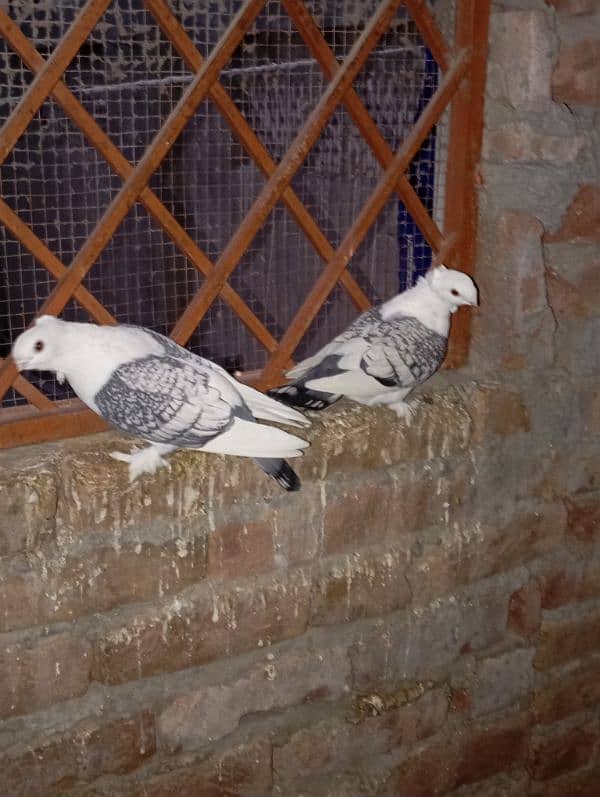 pigeon pair 1