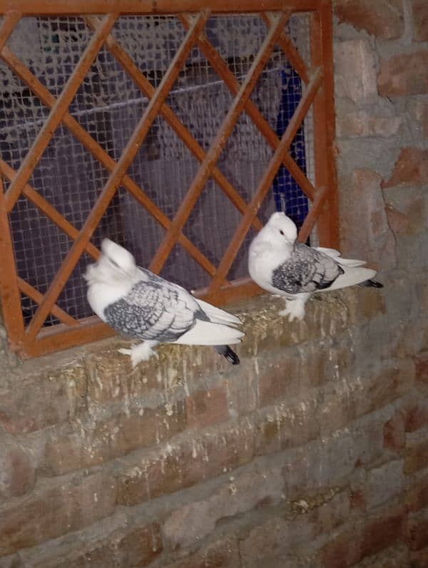 pigeon pair 2