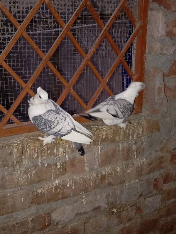 pigeon pair 3