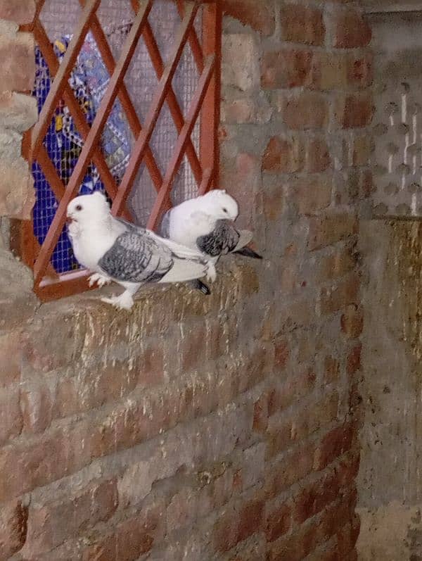 pigeon pair 4