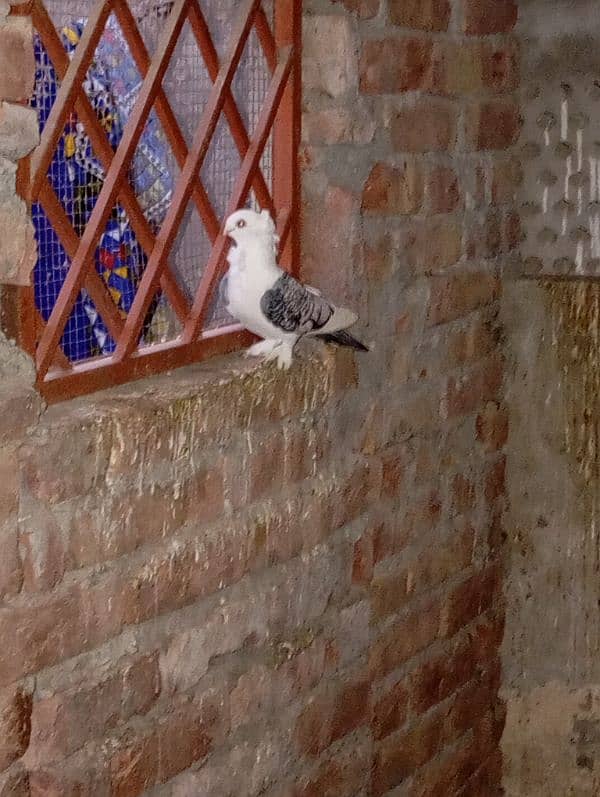 pigeon pair 5