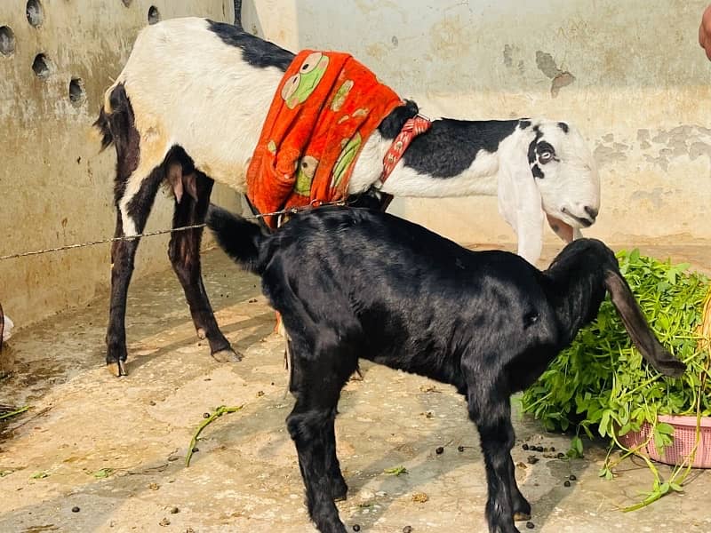 Desi Bakri or 2 Month Bakri for Sale 0