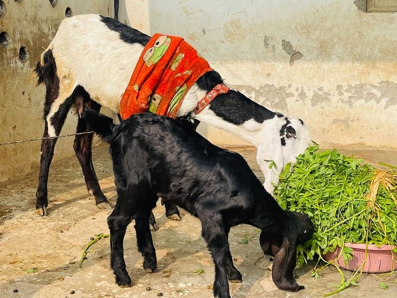 Desi Bakri or 2 Month Bakri for Sale 1