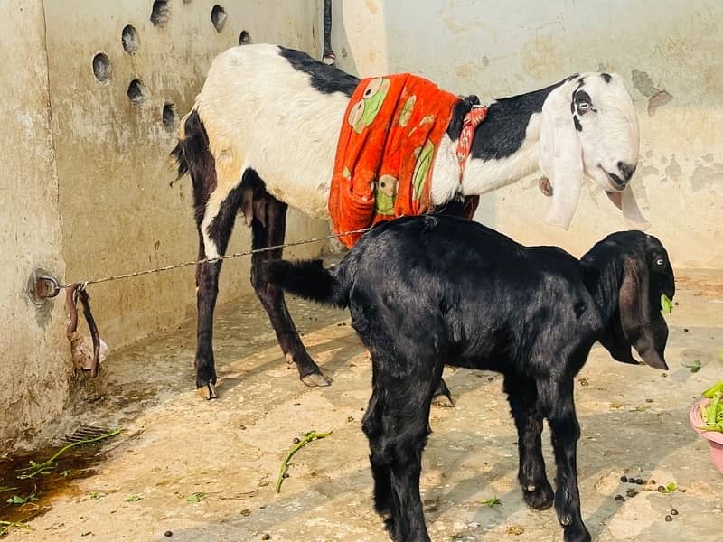 Desi Bakri or 2 Month Bakri for Sale 2