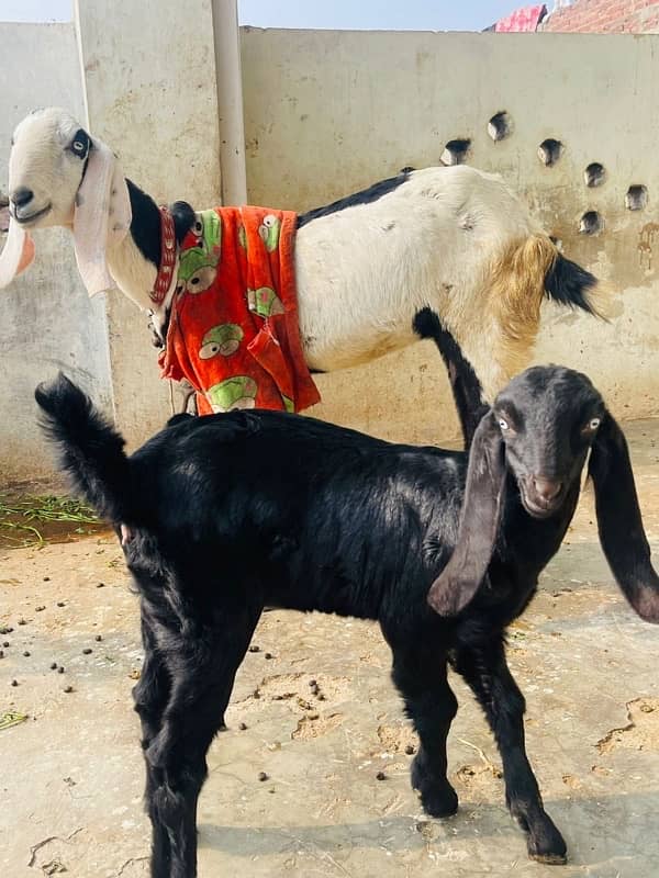 Desi Bakri or 2 Month Bakri for Sale 3