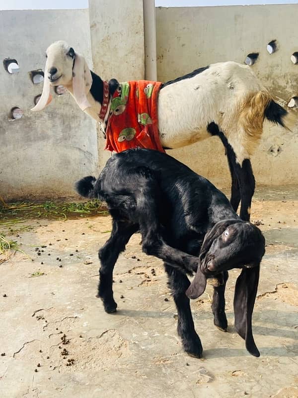 Desi Bakri or 2 Month Bakri for Sale 4