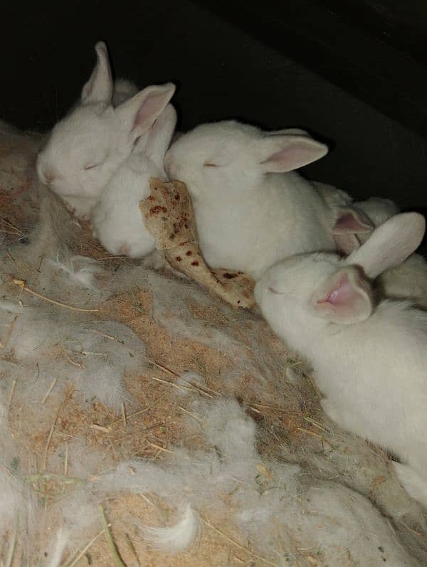 New Zealand white rabbits 3