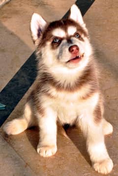 Siberian Husky puppies for sale