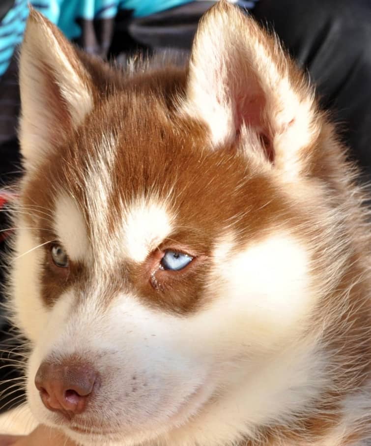 Siberian Husky male / female  puppies for sale 6