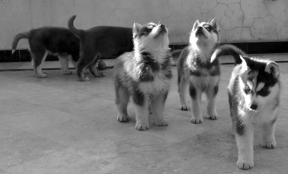 Siberian Husky male / female  puppies for sale 7