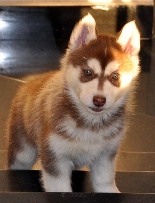 Siberian Husky male / female  puppies for sale 8