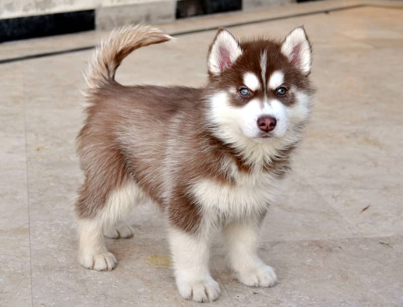 Siberian Husky male / female  puppies for sale 0