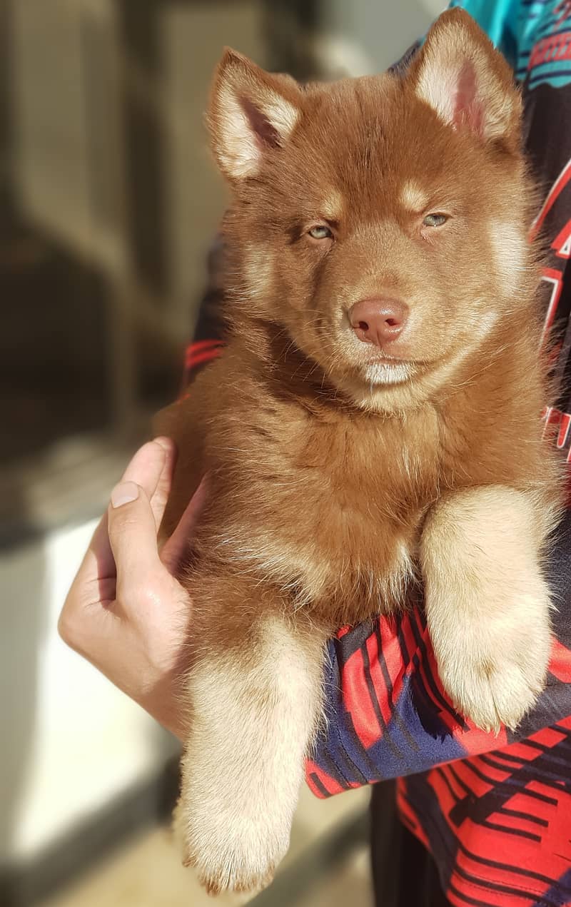 Siberian Husky male / female  puppies for sale 9