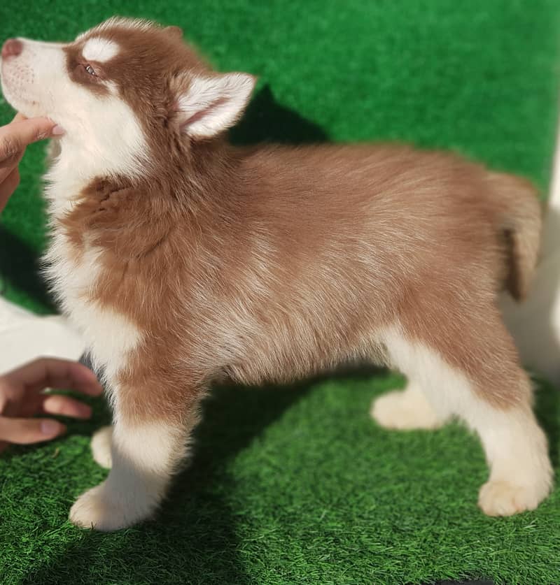 Siberian Husky male / female  puppies for sale 1