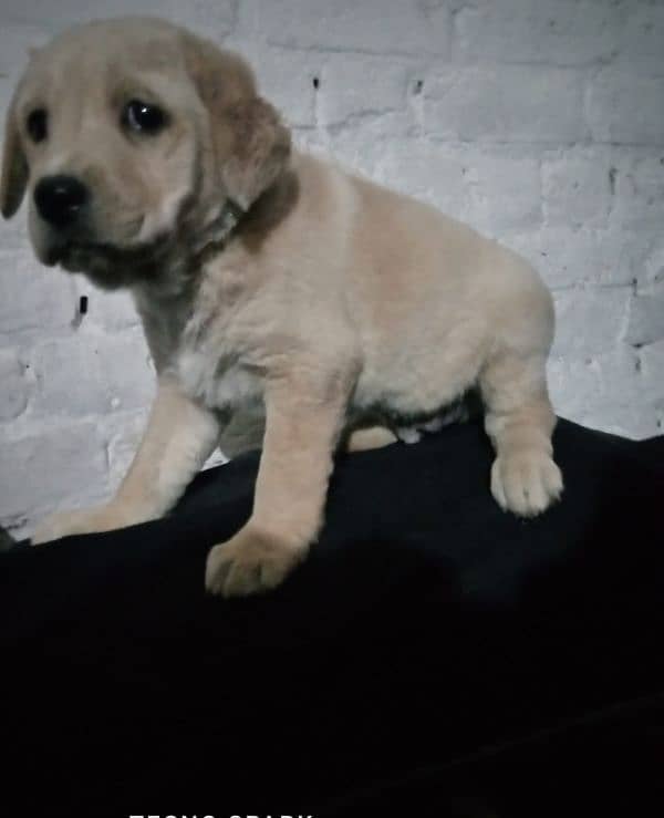 Labra puppy 5