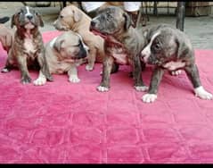 pitbull puppies female puppies