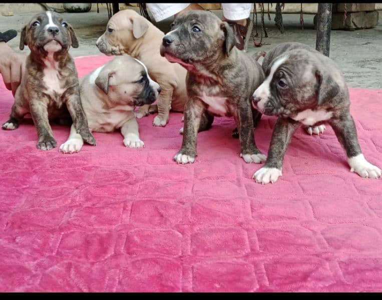 pitbull puppies female puppies 0