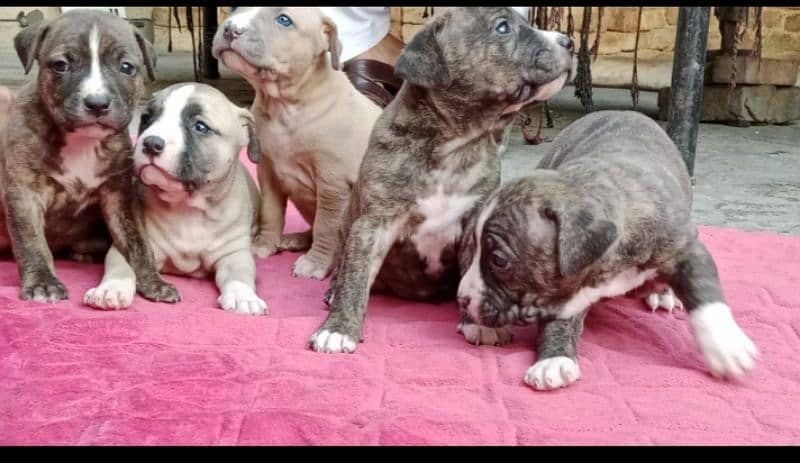 pitbull puppies female puppies 1