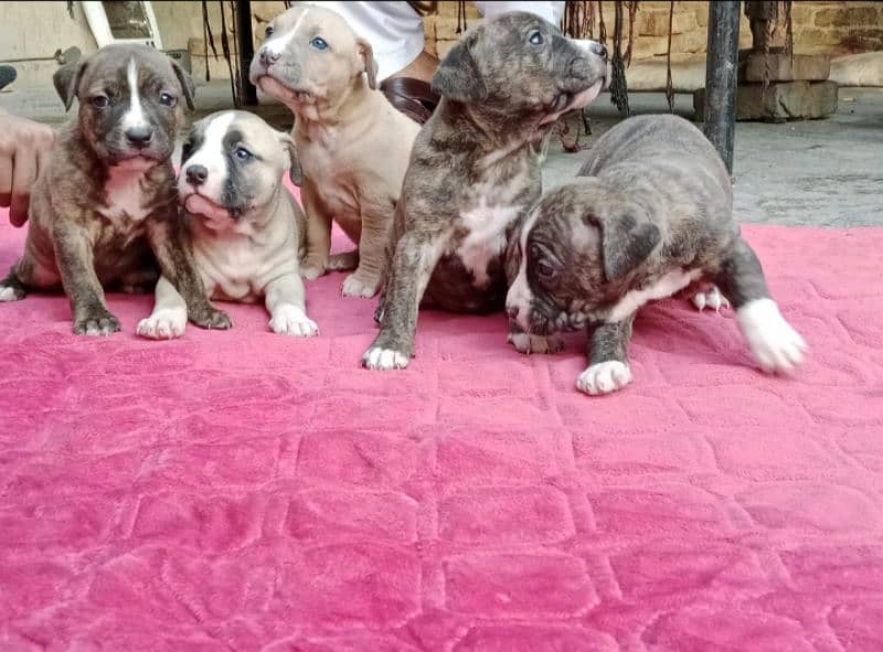 pitbull puppies female puppies 2